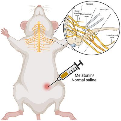 The effects of melatonin in the treatment of acute brachial plexus compression injury in rats